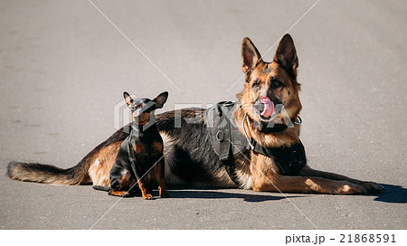 German Sheepdog And Miniature Pinscher Pincher 21868591