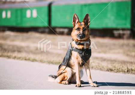 Brown German Sheepdog Sitting On Road 21868593