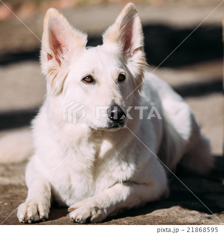 Funny White Swiss Shepherd Dog Berger Blanc Suisse 21868595