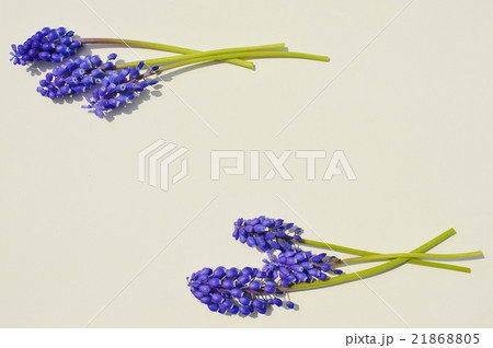 ムスカリ 21868805