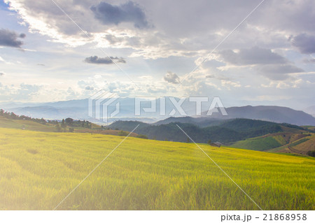 Green Terraced Rice Field in Pa Pong Pieng Green Terraced Rice Field in Pa Pong Pieng 21868958