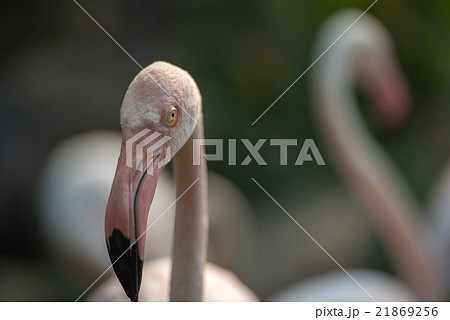 Flamingo in Chiang Mai Zoo 21869256