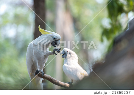 Beautiful white Cockatoo, Sulphur-crested Cockatoo 21869257