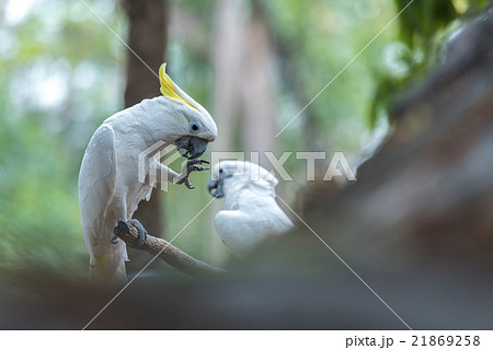 Beautiful white Cockatoo, Sulphur-crested Cockatoo 21869258