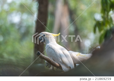 Beautiful white Cockatoo, Sulphur-crested Cockatoo 21869259