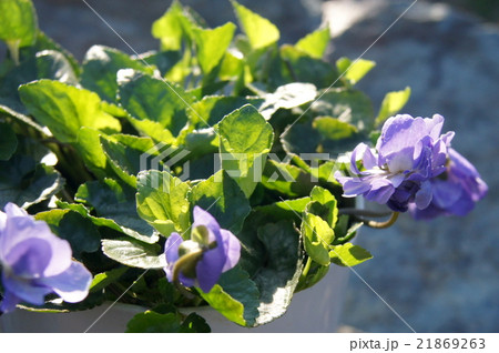 八重咲きニオイスミレ(パルマスミレ） 21869263