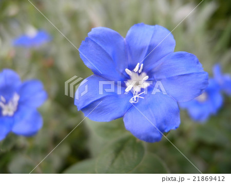 夏の花アメリカンブルーの写真素材