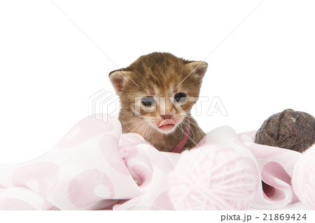 Cute grey striped kitten isolated Cute grey striped kitten isolated 21869424