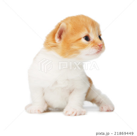 Cute orange red kitten isolated Cute orange red kitten isolated 21869449