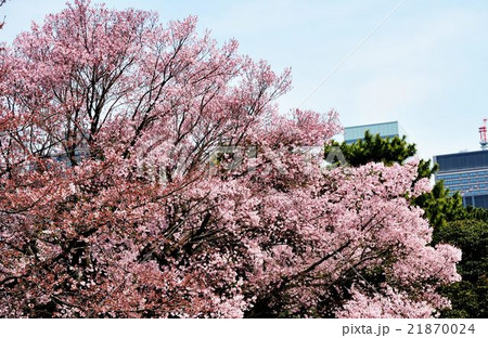 春季乾通り一般公開 春季乾通り一般公開 21870024