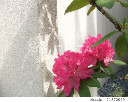 花 夏の花 夏 ピンク 赤 木陰 夏の景色 日差し 白い壁 影 夏の風景 涼 涼しげの写真素材