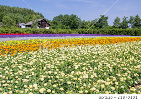 北海道　ファーム富田の花畑 21870101
