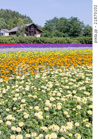 北海道　ファーム富田の花畑 21870102