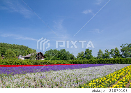 北海道　ファーム富田の花畑 21870103