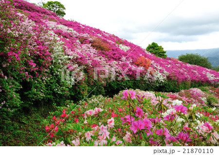 咲き乱れるつつじ 21870110