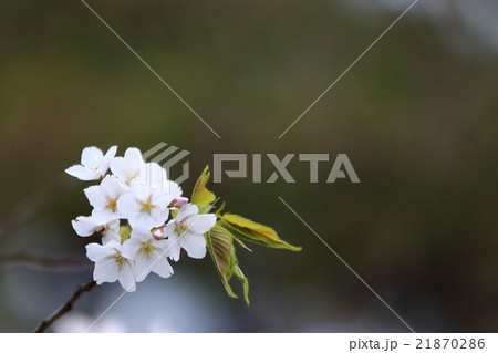 大島桜 21870286