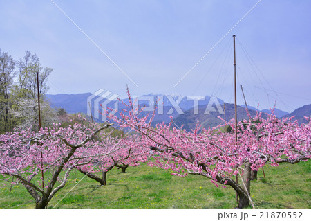 桃源郷 桃源郷 21870552