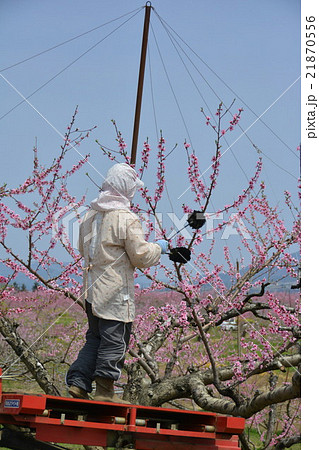 人工授粉 21870556