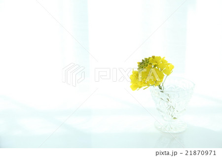 菜の花 春イメージ 菜の花 春イメージ 21870971