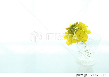 21870972