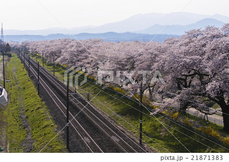 船岡城址公園004 船岡城址公園004 21871383