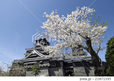 熊本城と桜 21871395