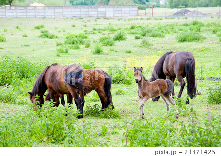 family of horses on the pasture family of horses on the pasture 21871425