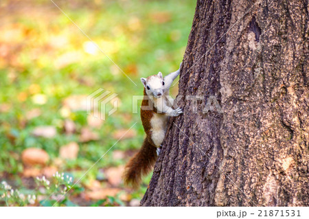 Squirrel perched on a tree trunk. 21871531