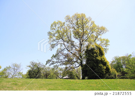 春の公園 21872555