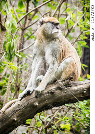 Patas monkey - Erythrocebus patas - sitting on the branch and ob 21872738