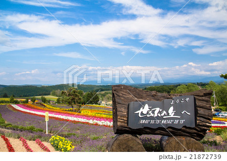 北海道　美瑛　ぜるぶの丘・亜斗夢の丘の花畑 21872739