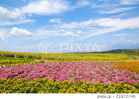 北海道 美瑛 ぜるぶの丘 亜斗夢の丘の花畑の写真素材