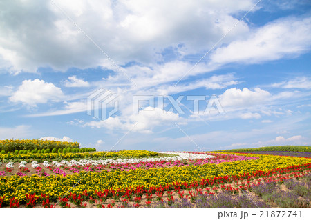 北海道　美瑛　ぜるぶの丘・亜斗夢の丘の花畑 21872741