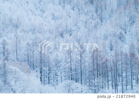 霧氷の森 21872940