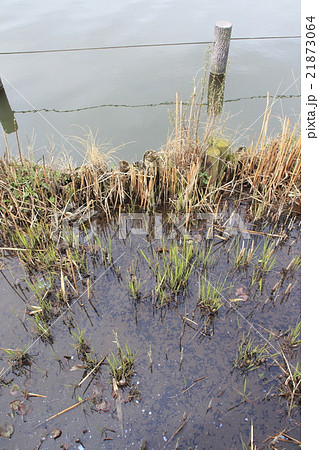 アズマヒキガエルのオタマジャクシ 21873064