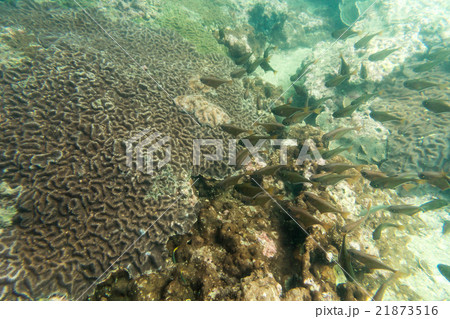 group of coral fish in the sea group of coral fish in the sea 21873516