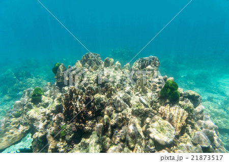 coral reef in the sea for undewater view coral reef in the sea for undewater view 21873517