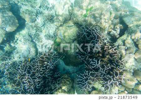 coral reef underwater view fish coral reef underwater view fish 21873549