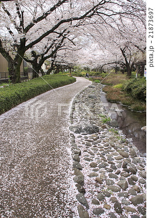 根川緑道と桜並木 根川緑道と桜並木 21873697