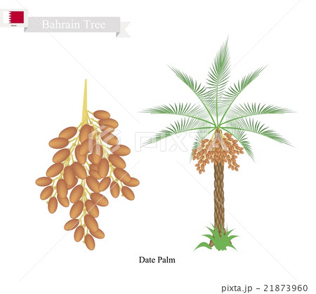 Date Palm, A National Tree of Bahrain Date Palm, A National Tree of Bahrain 21873960