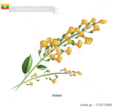 National Flower of Myanmar, Yellow Padauk Flowers - Stock Illustration  [21873986] - PIXTA