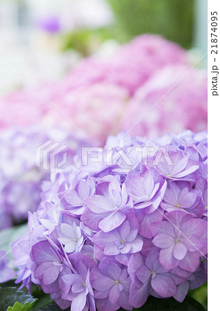 紫陽花 21874095