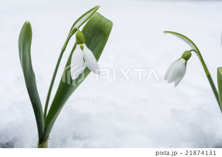 雪をバックに二輪のスノードロップの花の写真素材