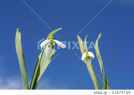青空の下の二輪のスノードロップの花 21874136