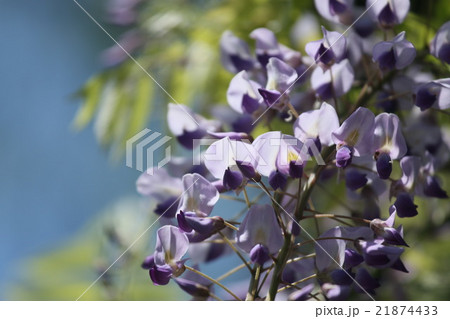 藤の花 21874433