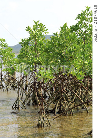 Young mangrove trees at the estuary of a river. Young mangrove trees at the estuary of a river. 21874619