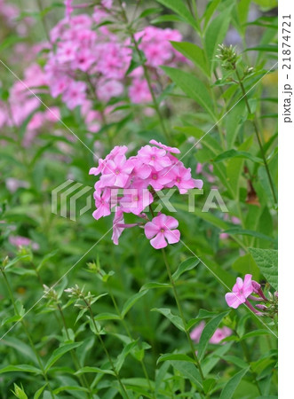 フロックス 21874721