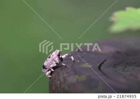 アシナガオニゾウムシ アシナガオニゾウムシ 21874935