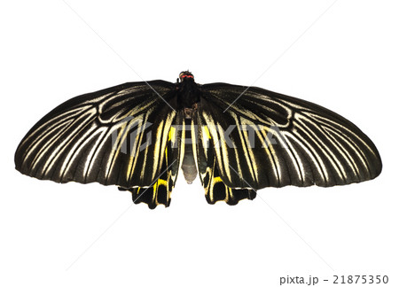 Butterflys staff. 21875350