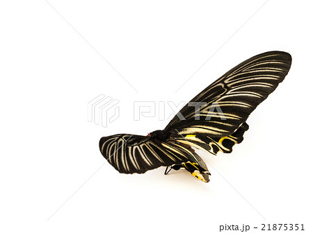 Butterflys staff. 21875351